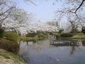 三好公園の水辺の桜