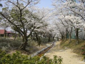 三好公園の桜並木