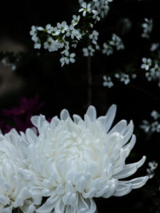 咲き誇る白菊の花