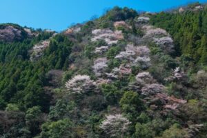 山に咲く山桜